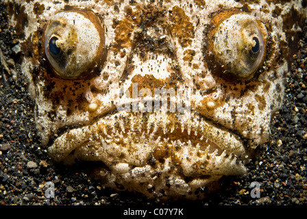 Stargazer, Lembeh, Indonesia Foto Stock