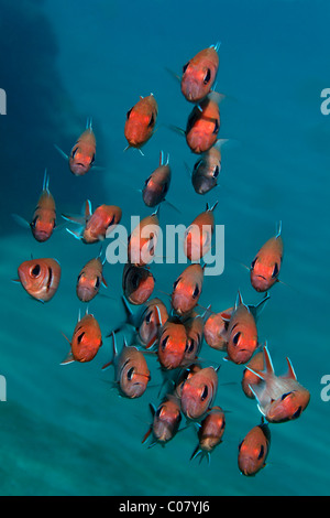 Blackbar Soldierfish (Myripristis jacobus), nuoto in acque blu, Saint Lucia, Saint Lucia Island Isole Sopravento Foto Stock