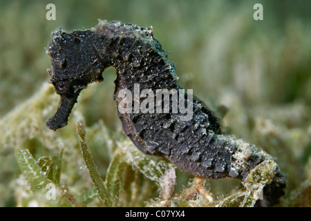 Longsnout cavalluccio marino (Hippocampus reidi), che poggiano su alga, Saint Lucia, Saint Lucia, Insel, isole unter dem Wind Foto Stock