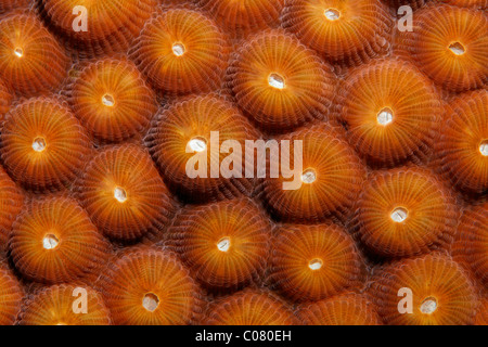 I polipi, stony coral, Saint Lucia, Saint Lucia, Isola Windward Islands, Piccole Antille, Caraibi, Mar dei Caraibi Foto Stock