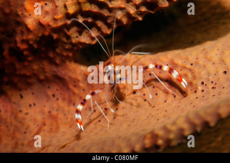 Nastrare il corallo gamberetti (Stenopus hispidus), poggiante su una spugna, Saint Lucia, Saint Lucia, Isola Windward Islands, Piccole Antille Foto Stock