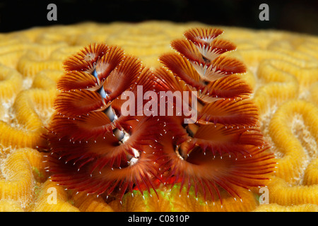 Albero di Natale Worm (Spirobranchus giganteus) sul cervello corallo, Saint Lucia, Saint Lucia, Isola Windward Islands, Piccole Antille Foto Stock