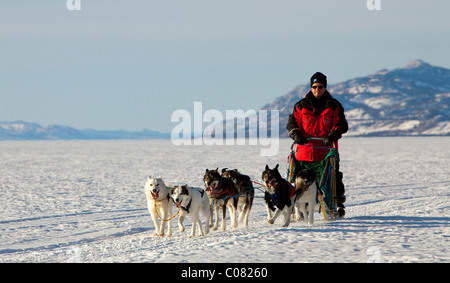 L'uomo, musher in esecuzione, alla guida di una slitta trainata da cani, team di slitte trainate da cani, Alaskan Huskies, montagne dietro, lago ghiacciato Laberge Foto Stock