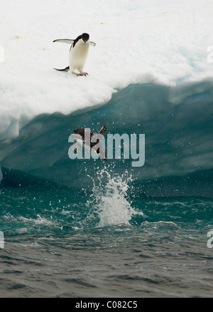 Adelie Penguin immersioni subacquee glaçon, Paulet Island, Penisola Antartica Foto Stock