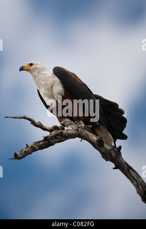 African Fish Eagle arroccato nella struttura ad albero, il Masai Mara, Kenya Foto Stock