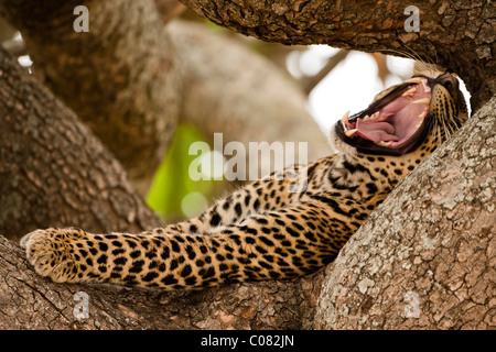 Leopard in appoggio nella struttura ad albero, sbadigli, Africa orientale Foto Stock