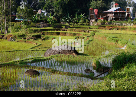 Risaie a terrazze, Batutumonga, Toraja Land, Sulawesi, Indonesia, Asia Foto Stock