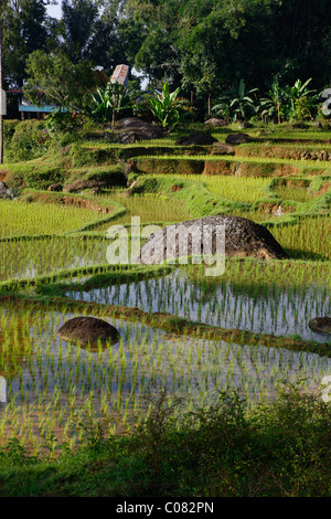 Risaie a terrazze, Batutumonga, Toraja Land, Sulawesi, Indonesia, Asia Foto Stock