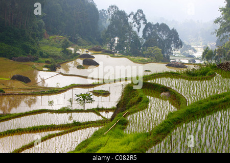 Risaie a terrazze, Batutumonga, Toraja Land, Sulawesi, Indonesia, Asia Foto Stock