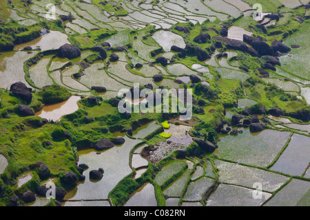 Campi di riso terrazzati, Batutumonga, Toraja land, Sulawesi, Indonesia, Asia Foto Stock