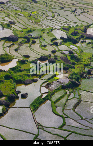 Campi di riso terrazzati, Batutumonga, Toraja land, Sulawesi, Indonesia, Asia Foto Stock