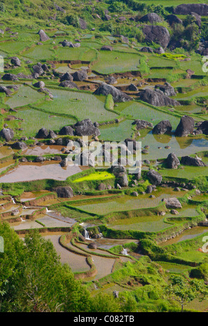 Campi di riso terrazzati, Batutumonga, Toraja land, Sulawesi, Indonesia, Asia Foto Stock