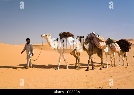 Caravan del cammello nel deserto libico, cammelli (Camelus dromedarius), Libia, Sahara, Africa Settentrionale, Africa Foto Stock