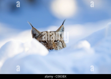 Lince europea (Felis lynx, Lynx lynx) nella neve, Parco Nazionale della Foresta Bavarese, Baviera, Germania, Europa Foto Stock