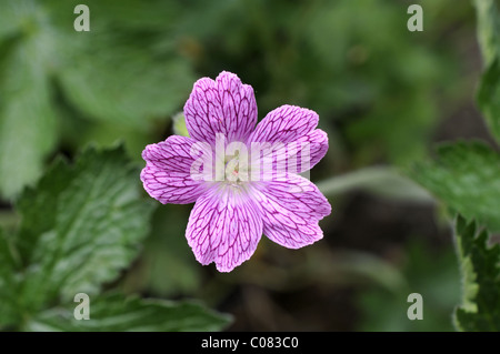 Geranio x oxonianum fiore Foto Stock