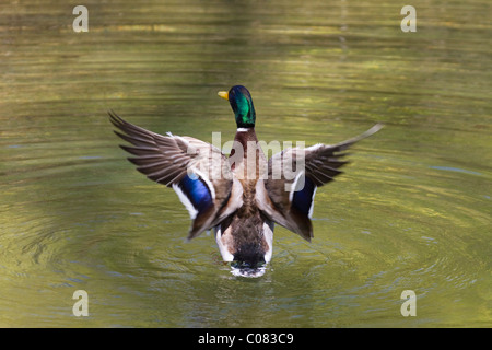 Il germano reale (Anas platyrhynchos), Drake sbattimenti le sue ali, Baviera, Germania, Europa Foto Stock