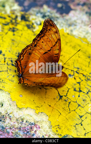 Orange skipper parco butterfly Kuala Lumpur Kuala Lumpur in Malesia Foto Stock