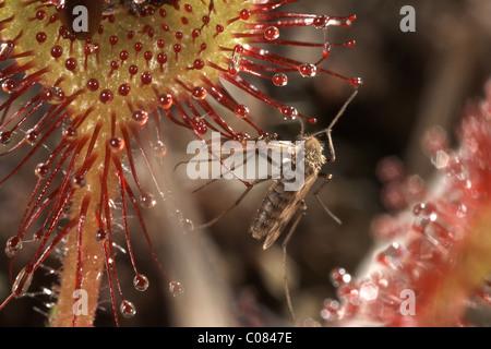 Resti di una zanzara volare catturati su un round lasciava sundew, Drosera rotundifolia, Winfrith Riserva Naturale Dorset, Regno Unito. Foto Stock