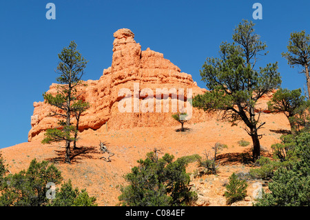 Rocce Rosse nella Red Canyon, Hillsdale, Panguitch, Utah, Stati Uniti d'America, America del Nord Foto Stock