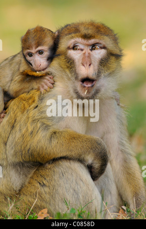 Barberia macachi (Macaca sylvanus) Naturzoo in Rheine zo, Renania settentrionale-Vestfalia, Germania, Europa Foto Stock