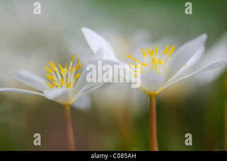 (Bloodroot Sanguinaria canadensis) Foto Stock