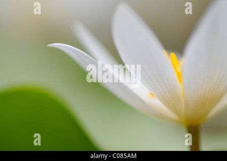 (Bloodroot Sanguinaria canadensis) Foto Stock