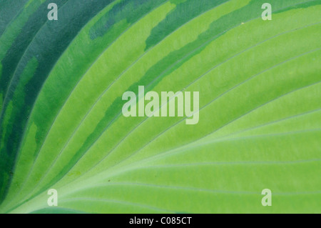 Hosta foglia, Hosta hybrid Foto Stock