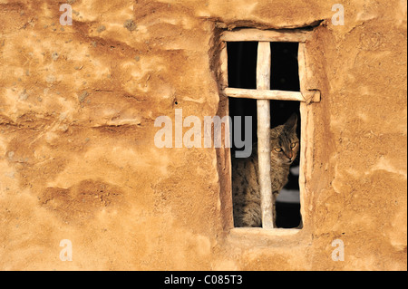 Gatto alla finestra in una casa di fango, deserto di Thar, Rajasthan, India, Asia Foto Stock