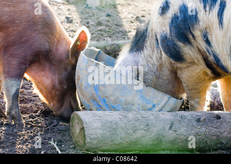 Gloucestershire Old Spots suinetti Foto Stock