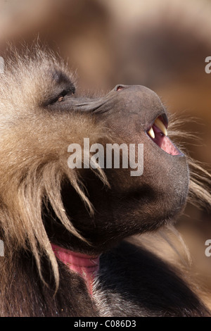 Babbuino Gelada, Simien Mountains, Etiopia Foto Stock