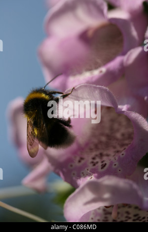 Bee per raccogliere il polline da un foxglove Foto Stock