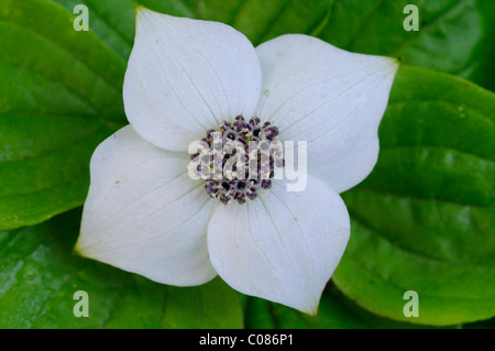 La nana canadese corniolo, Bunchberry Canadese, Craccurberry (Cornus canadensis) Foto Stock