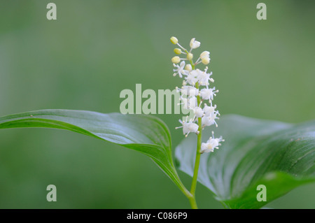 Falso Il giglio della valle o può lily (Maianthemum bifolium) Foto Stock