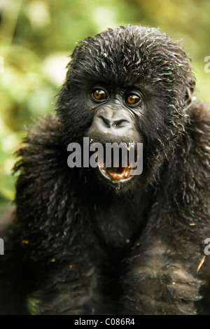 Gorilla di Montagna capretti, Parco Nazionale Vulcani, Ruanda Foto Stock