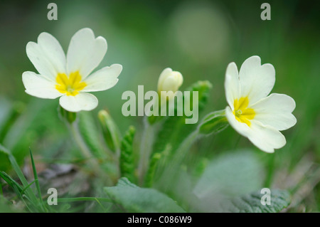 Primula comune o in inglese primula (Primula vulgaris) Foto Stock