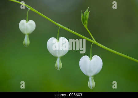 Un vecchio stile spurgo-cuore, di Venere, auto Lady in una vasca da bagno, Dutchman's pantaloni o lira-fiore (Dicentra spectabilis "Alba") Foto Stock