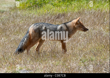 Andean red fox, Colpeo Zorro (Dusicyon culpaeus) adulto, in piedi in erba, Torres del Paine N.P., Patagonia meridionale del Cile Foto Stock