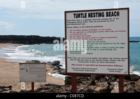 Tartaruga verde area di nidificazione sulla spiaggia Isola di Ascensione Sud Atlantico Foto Stock