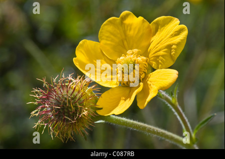 Geum meagellanicum fiori Baia Wulaia Canal Murray Tierra del Fuego arcipelago del sud del Cile America del Sud Foto Stock