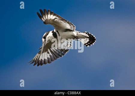 Pied Kingfisher, il Masai Mara, Kenya Foto Stock