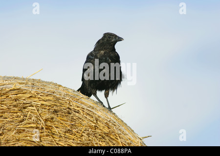 Giovani Carrion Crow (Corvus corone ), terreni agricoli, Agosto, nello Yorkshire, Regno Unito Foto Stock