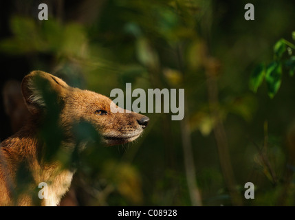 Creative ritratto di un indiano Cane selvatico (Cuon alpinus) o Dhole in B.R.T Wildlife Sanctuary, India Foto Stock