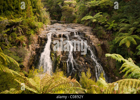 Owharoa Falls è un piccolo ma affascinante cascata accoccolato entro la gola Karanghake Foto Stock