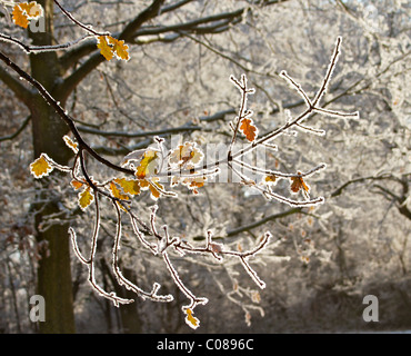 Gelo invernale sulle foglie e rami della quercia Foto Stock