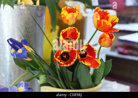 Molla di splendide composizioni floreali di fiamma a punta di tulipani rossi & deep blue iris a Medellin mercato quartiere Roma Città Del Messico Foto Stock