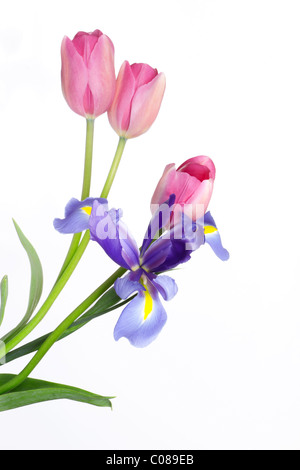 Splendidi bouquet di tulipani Foto Stock