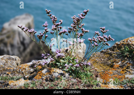 Mare di roccia lavanda, Limonium binervosum, sulle scogliere sul mare, Pembrokeshire, Wales, Regno Unito Foto Stock