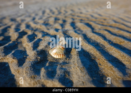 Shell sulla spiaggia Foto Stock