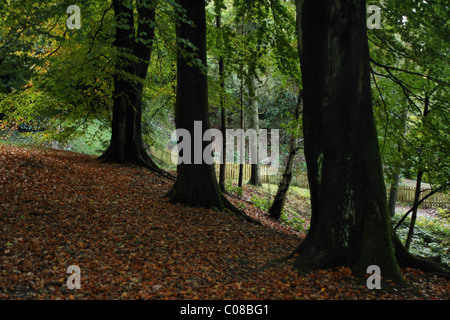 Foglie di autunno e gli alberi nel Parco di Williamson Lancaster Foto Stock