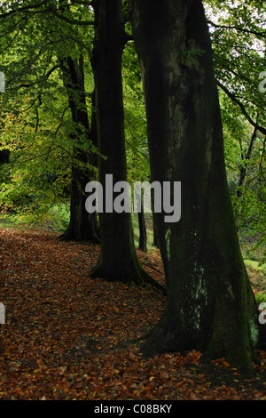 Foglie di autunno e gli alberi nel Parco di Williamson lancaster Foto Stock